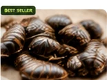 Dubia roaches