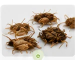 Live feeder insects