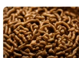 Mealworms